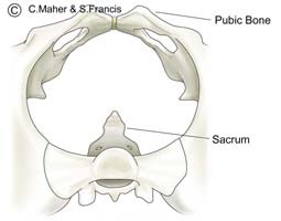 Diagram of an empty pelvis