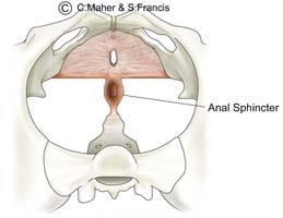 Diagram of a female pelvis indicating the anal sphincter