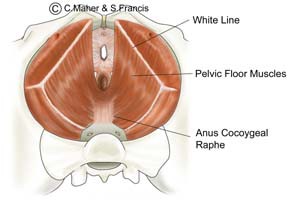 Diagram of a female pelvis indicating the pelvic floor muscles
