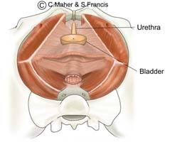Diagram of a female pelvis indicating the urethra and the bladder