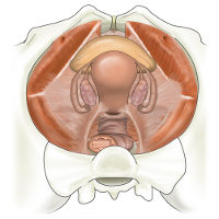 A complete diagram of a female pelvis